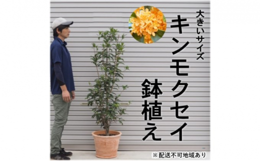 鉢植え 金木犀 キンモクセイ オリーブ柄 テラコッタ鉢 40cm 配送不可