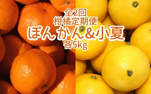 全2回定期便 特産柑橘フルーツ各５kg（ぽんかん＆小夏 ）みかん