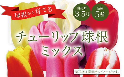 10月上旬より順次発送 チューリップ 球根 5種ミックス 無選別 80球 花 ガーデニング えびの市えびの市 ふるさと納税 ふるさとチョイス