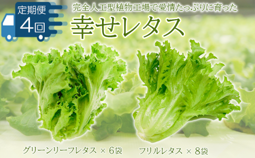 定期便 4回 野菜 詰め合わせ セット レタス 計14個 サラダ グリーン