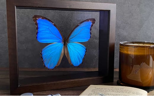 [№5757-0284]昆虫標本 FlyingMorphoButterfly 空を翔ぶ宝石 モルフォ蝶 - 岡山県美咲町｜ふるさとチョイス -  ふるさと納税サイト