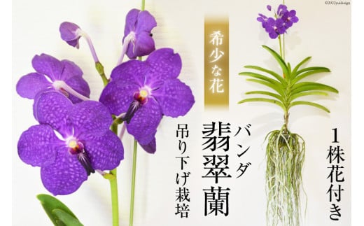 AG051希少な花 心躍る「華やかな恋」の予感 翡翠蘭（バンダ） １株花付き - 長崎県島原市｜ふるさとチョイス - ふるさと納税サイト