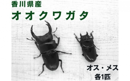 №5341-0459]オオクワガタ オス・メス1ペア（各1匹・香川県産） - 香川