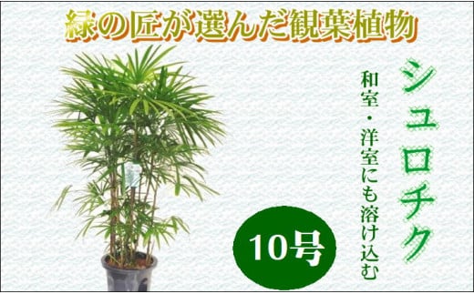 シュロチク 10号 インテリア 観葉植物