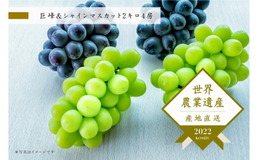 甲州市産シャインマスカット＆巨峰食べ比べセット4房2ｋｇ以上【数量