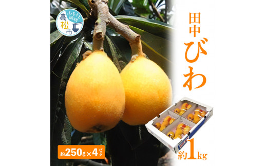 田中びわ 約1kg (約250g×4パック)【2024年6月上旬～2024年7月中旬配送