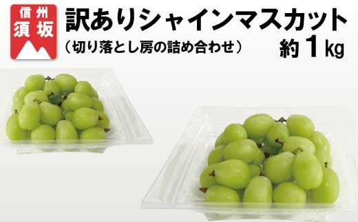 No.5657-2916]訳あり シャインマスカット 約1kg（パック詰め）《信州