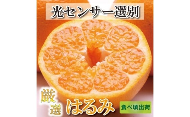 2月より発送＞厳選はるみ4.5kg+135g（傷み補償分）【デコポンの姉妹品種・新食感春みかん】【光センサー選別】 - 和歌山県高野町｜ふるさとチョイス  - ふるさと納税サイト