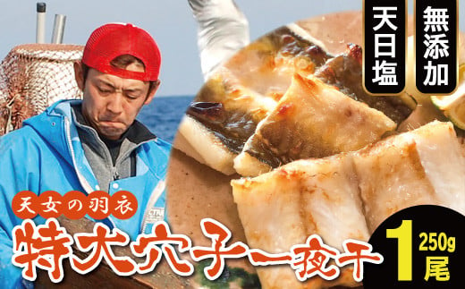 特大 あなご一夜干し 1尾 250g 「天女の羽衣」【250g 穴子干物 魚介類