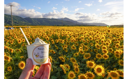 川島ジェラート 善入寺島 ひまわりアイス（6個1箱セット） - 徳島県
