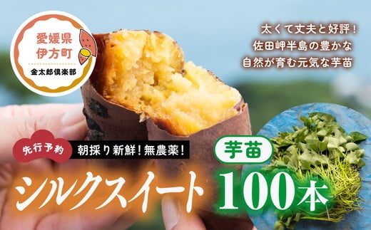 さつまいも苗　シルクスイート　100本