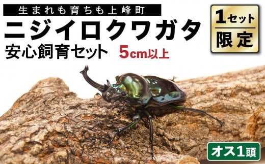 1セット限定！】完璧育成！「ニジイロクワガタ」 E-225 - 佐賀県上峰町