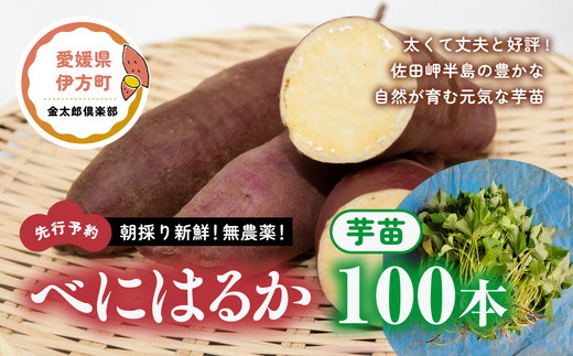 先行予約】朝採り新鮮！無農薬！べにはるか 芋苗（100本）| 紅はるか