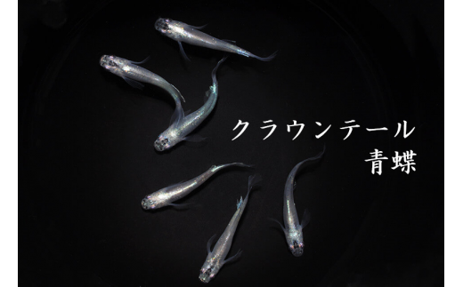 人気ジャンル 【ふるさと納税】0040-008 メダカ「巫（かんなぎ）」2