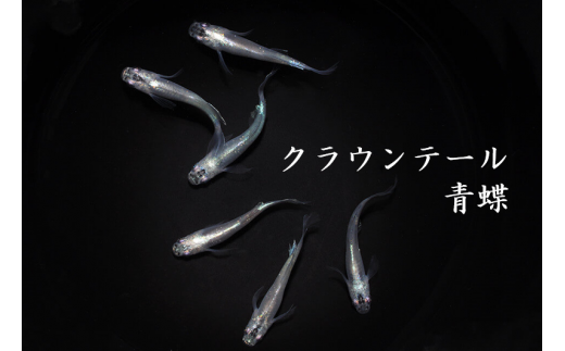 0100-002 メダカ「クラウンテール青蝶」3ペア - 埼玉県富士見市