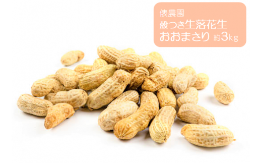 りょう様専用です♡数量限定！おおまさり＊むき身3kg＊安心の無農薬