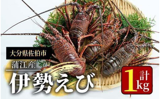 ☆獲れたて伊勢えび☆絶品！伊勢えびのみそ汁で！ - 大分県佐伯市｜ふるさとチョイス - ふるさと納税サイト