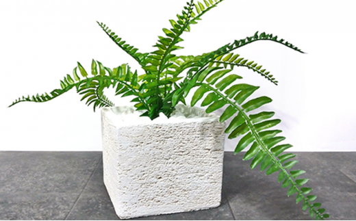 次世代型インテリアグリーン DiamondPlants Short シダ・ホワイト鉢