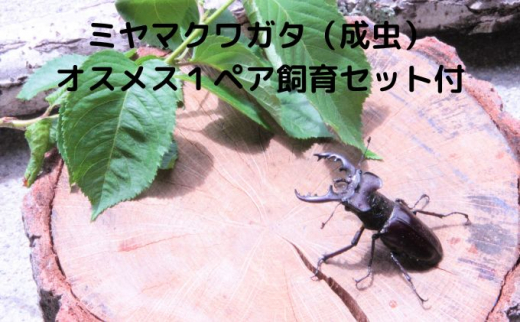ミヤマクワガタ（成虫）オスメス1ペア飼育セット付【配送期間は6月下旬 ...