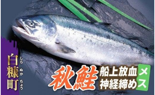 秋鮭 船上放血神経締め（メス）【3.0kg以上4.9kg以下】 - 北海道白糠町