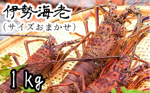 【高知県土佐清水市】【先行受付】伊勢海老1kg(サイズおまかせ高知県産)※着日指定不可※エビ 甲殻類 海鮮BBQ アウトドア キャンプ お祝い えび 伊勢えび イセエビ 刺身 お刺身 鍋 お味