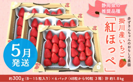 １７５６　③5月からの発送　掛川産いちご 紅ほっぺ 約300g×６パック 計1.８ｋｇ ※発送時期をお選び下さい ①３月中旬からの発送  ②４月からの発送 ③５月からの発送 赤ずきんちゃんのおもしろ農園 ( 静岡 イチゴ 苺 いちご 紅ほっぺ べにほっぺ 人気 甘い たっぷり ボリューム  赤ずきん