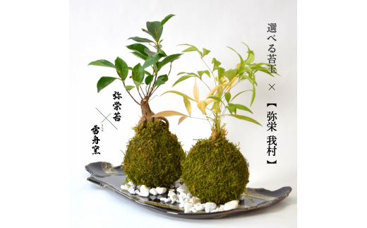 弥栄苔 × 石見焼 雪舟窯 【 選べる苔玉 × 苔玉の器 弥栄 我村 】【1670