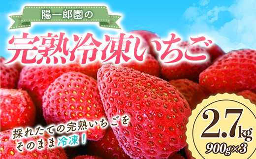 陽一郎園の完熟冷凍いちご 2.7kg【令和4年群馬県いちご品評会銀賞