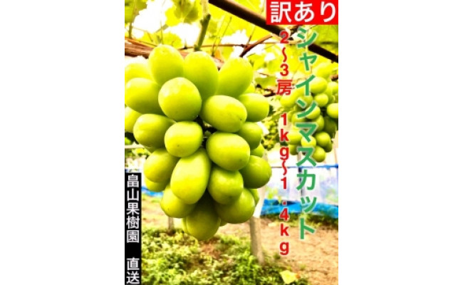 2023年先行予約 ご家庭用シャインマスカット 2房～3房 1kg～1.4kg - 高知県香美市｜ふるさとチョイス - ふるさと納税サイト