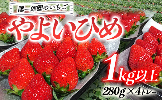 陽一郎園のいちご「やよいひめ」 1kg以上 いちご イチゴ 苺 期間限定