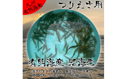 【A12-20】有明海産　芝エビの釣り餌