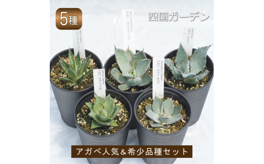 C01 アガベ 人気品種おまかせ5ポットセット 3.5号黒鉢 - 愛媛県伊予市