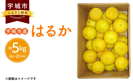 8月下旬～順次発送予定】璃の香(りのか) 約3kg 10～15玉 吉田レモニー