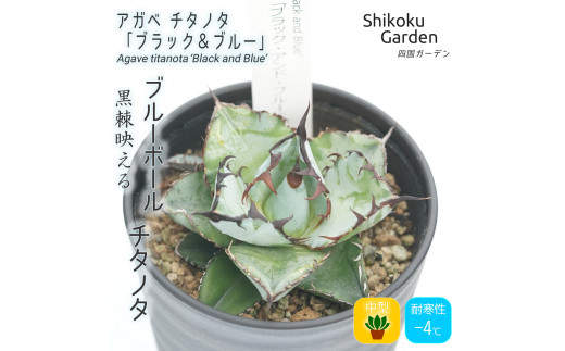 多肉植物 インテリア アガベ チタノタ「ブラック＆ブルー」3.5号黒鉢