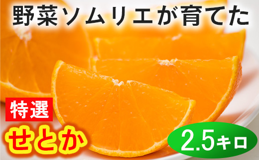 野菜ソムリエ石児さんの「特選 せとか 約2.5kg」 みかん 柑橘類 せとか フルーツ 3月 ＜103-015_5＞