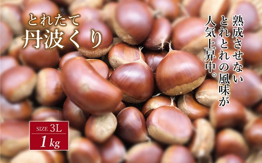 とれたて 丹波くり 3L 1kg（京都 京丹波町産）【大粒 和栗 生栗 国産栗