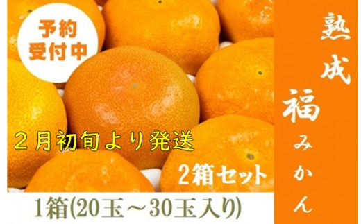 大枝冨有柿＜Lサイズ 15個＞【京都市農協 大枝支部】-