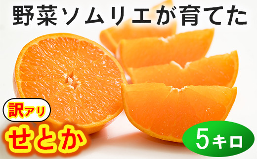 訳あり・優品】野菜ソムリエ石児さんの「せとか 約5kg」 みかん 柑橘類