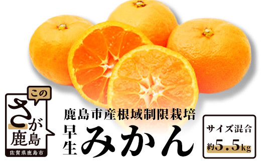 B-343 甘い！鹿島みかん 根域制限栽培みかん 早生 【約5.5kg