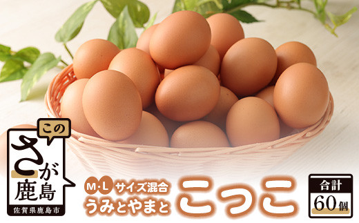 たまごページ たまごの定期便』年6回(計300個) 宮崎県産 卵 きみの力(チカラ) L
