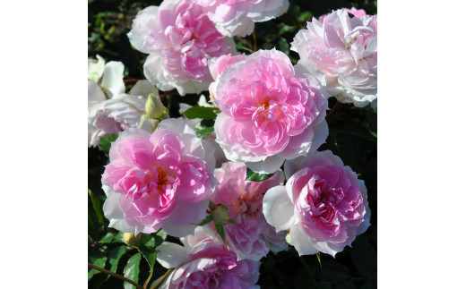 yʌ˒zĂ₷̃o [V}[] 6Ai [0181]