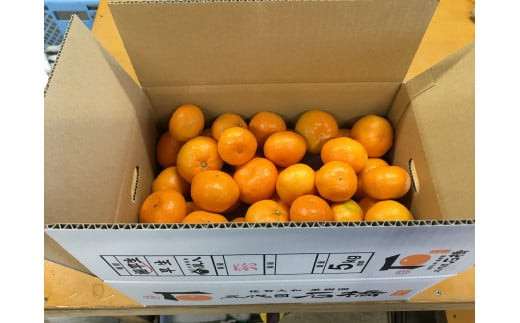 サンプル写真