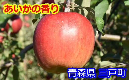 りんご【あいかの香り】12～18玉（約5kg）【2023年産】 - 青森県