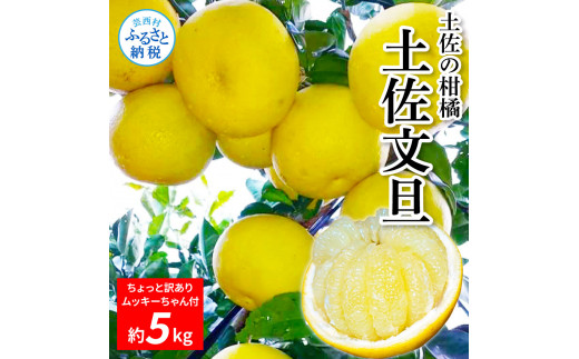 先行予約＜2024年2月10日以降発送予定＞土佐の柑橘 訳あり 土佐文旦5kg詰め合わせ ムッキーちゃん（皮むき機）付き