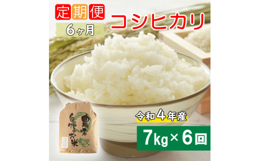 お米　令和3年　愛媛県産コシヒカリ　白米　10㎏