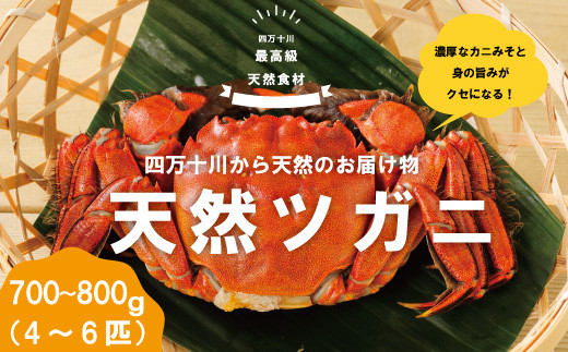 【セール】食器おまとめ(高知県　四万十川) 26-030．最高級天然食材！四万十川の天然ツガニ 約700g～800g（4～6匹