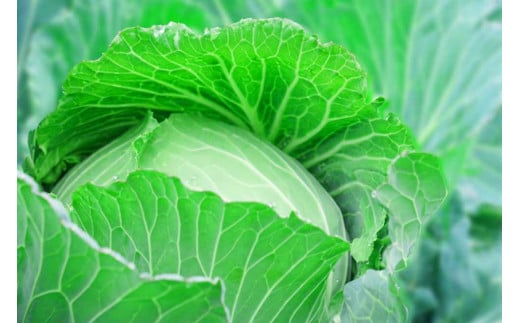 【茨城県鹿嶋市】【先行予約】フルーツキャベツ(5kg)【産地直送 期間限定 人気 出荷時期限定 きゃべつ 野菜 お野菜 鹿嶋市 茨城県 】(KAG-30)
