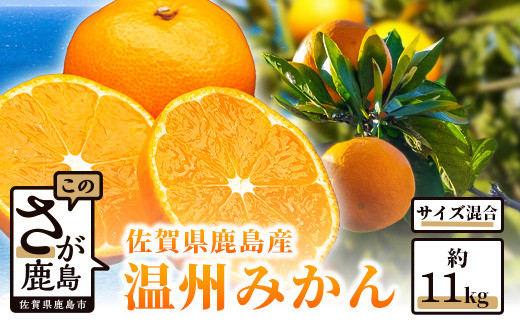 佐賀県鹿島産 温州みかん 約11kg みかん ミカン 蜜柑 柑橘 果物 フルーツ 甘い サイズ混合 小玉含む ふるさと納税 佐賀県 鹿島市 B-99