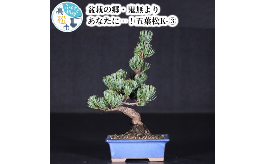 鬼無植木盆栽センター】盆栽の郷・鬼無より あなたに…！＿五葉松K-3