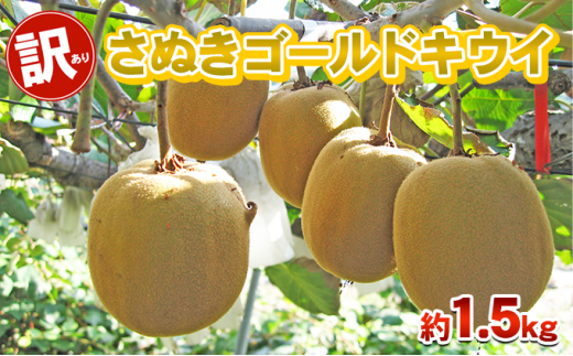 y쌧sz[4631-2440]󂠂 ʂS[h 1.5kg 쌧Y LEC LECt[c S[hLEC S[fLEC t[c ʕ  {̃t[c {̉ʕ  쌧